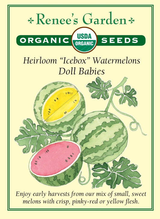 Heirloom “Icebox” Watermelons - Doll Babies Organic