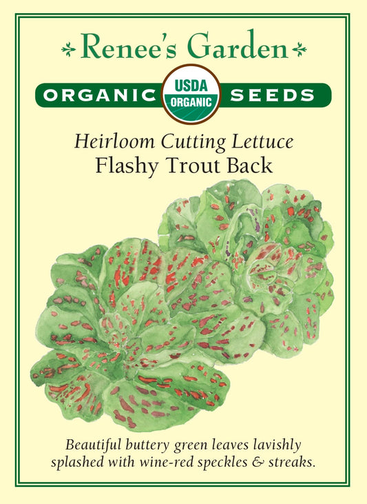 Heirloom Cutting Lettuce - Flashy Trout Back Organic