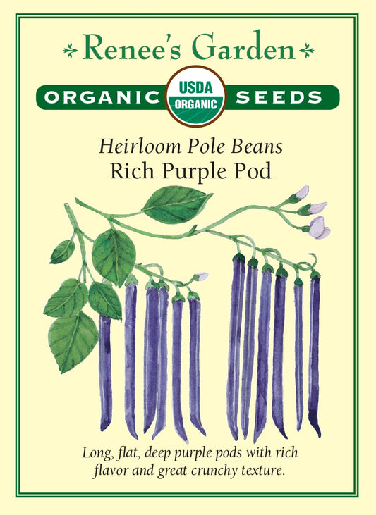 Heirloom Pole Beans - Rich Purple Pod Organic