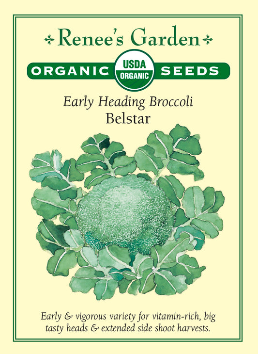 Early Heading Broccoli - Belstar