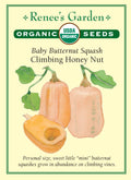 Baby Butternut Squash - Climbing Honey Nut Organic