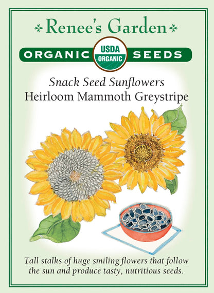 Snack Seed Sunflowers - Heirloom Mammoth Greystripe Organic