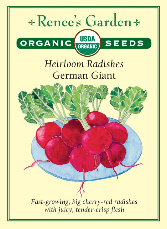 Heirloom Radishes - German Giant Organic
