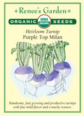 Heirloom Turnip - Purple Top Milan Organic