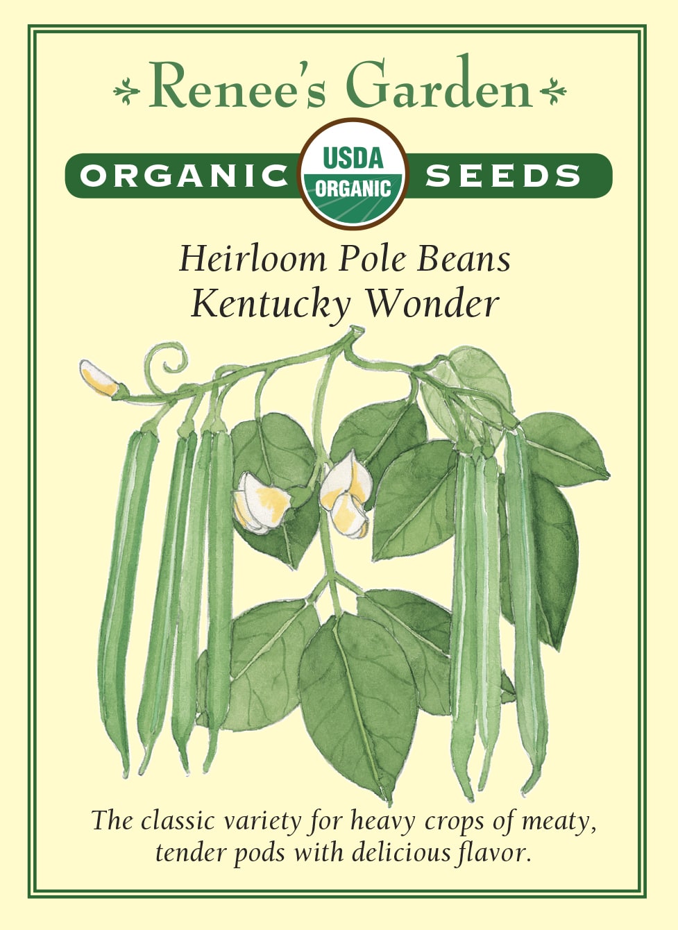 Heirloom Pole Beans - Kentucky Wonder Organic