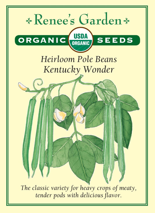 Heirloom Pole Beans - Kentucky Wonder Organic