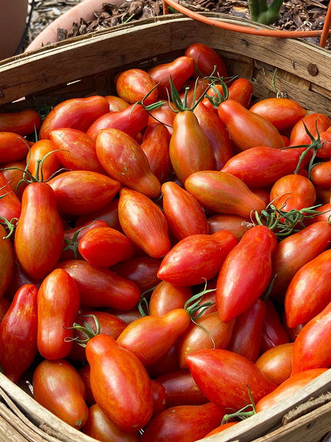 Container Tomato - Prairie Fire Organic
