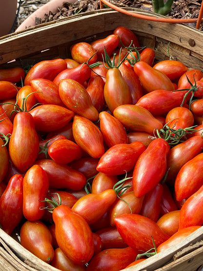 Container Tomato - Prairie Fire Organic