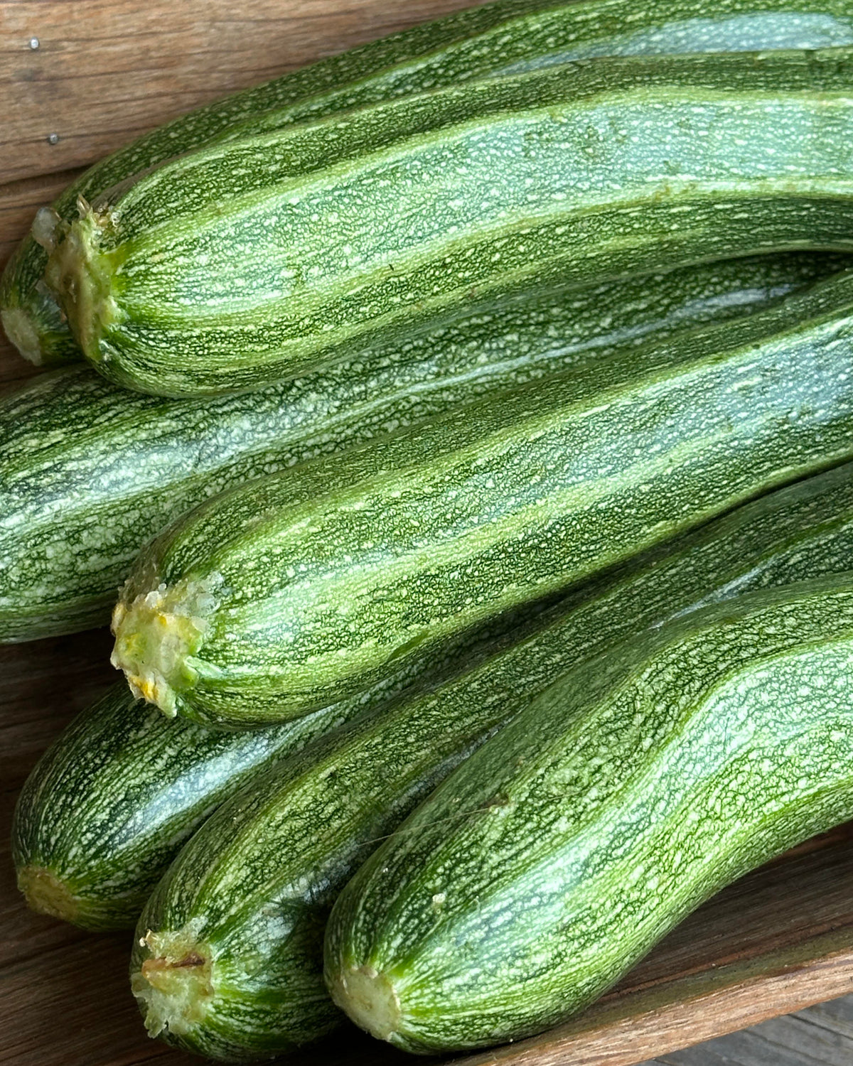 Heirloom Italian Zucchini - Classic Cocozelle Organic