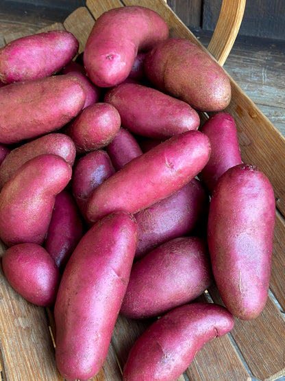 Seed Potatoes - Amarosa Fingerling