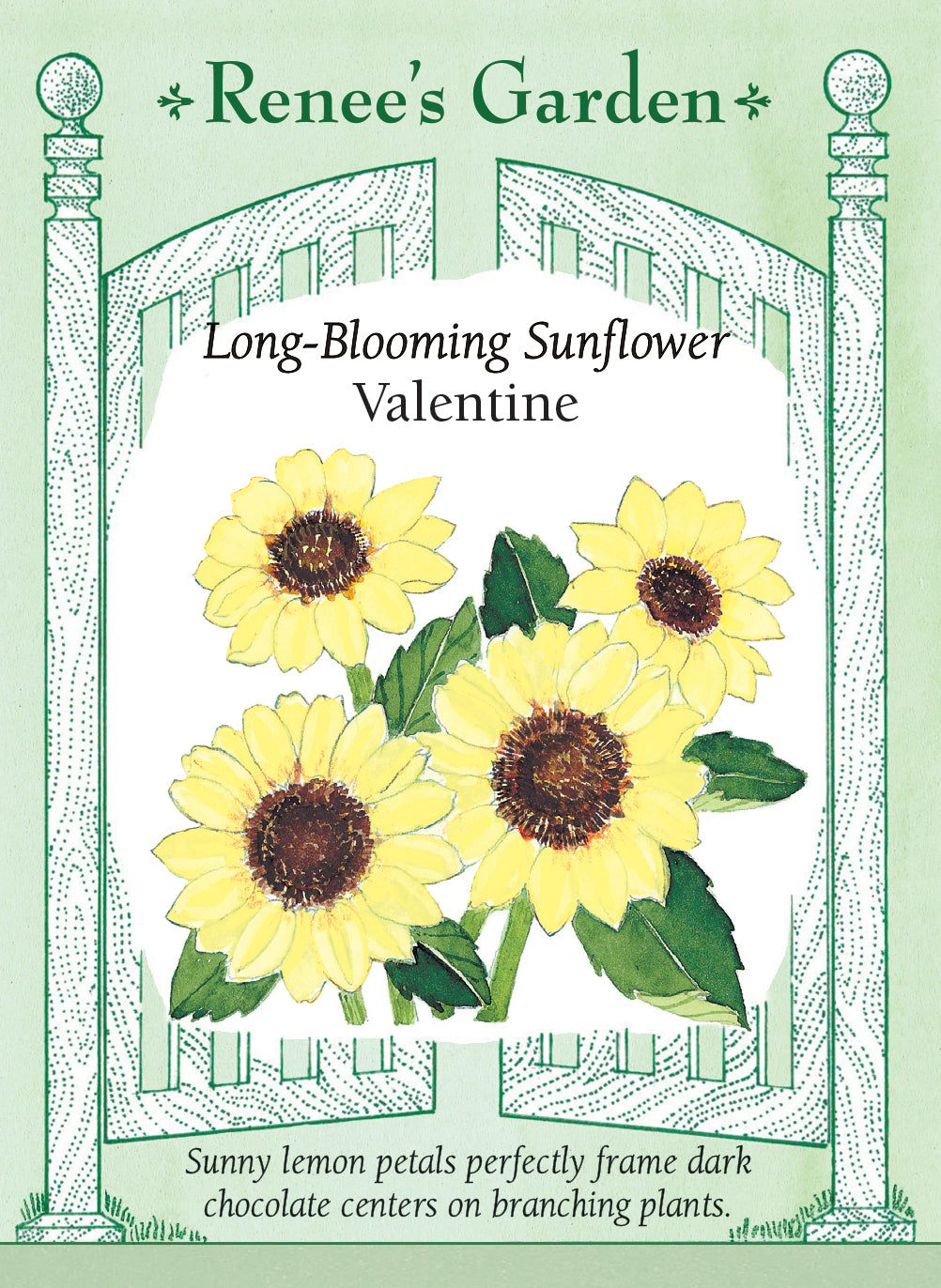 Long Blooming Sunflowers - Valentine
