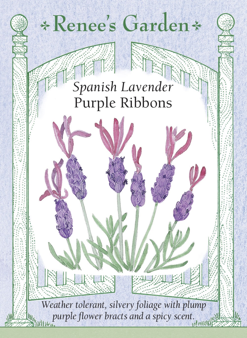 Spanish Lavender - Purple Ribbons