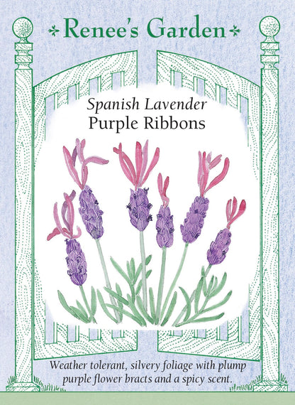 Spanish Lavender - Purple Ribbons