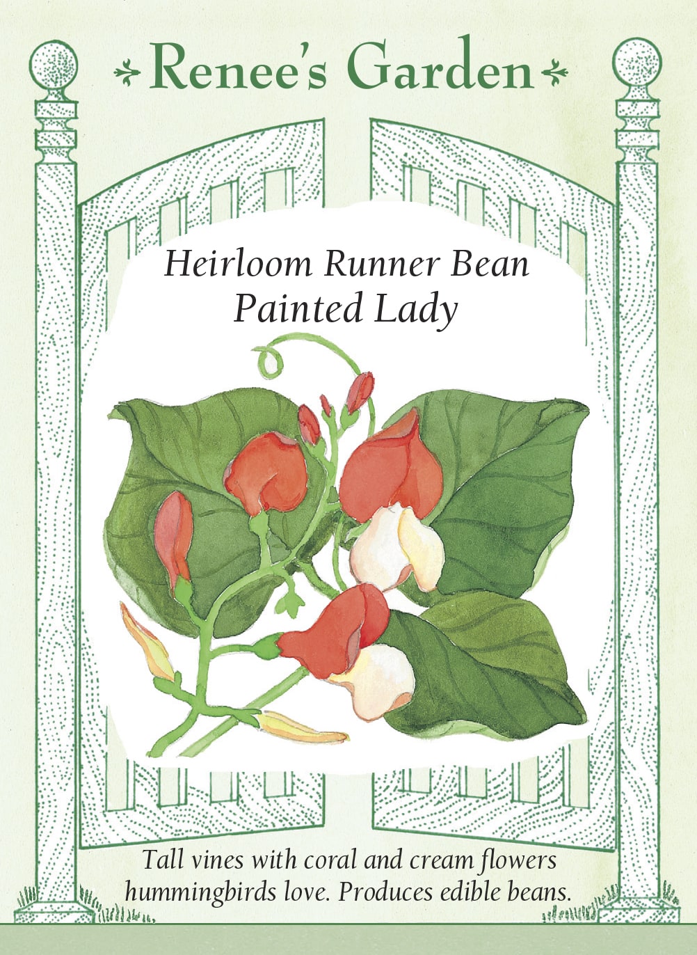 Heirloom Runner Bean - Painted Lady