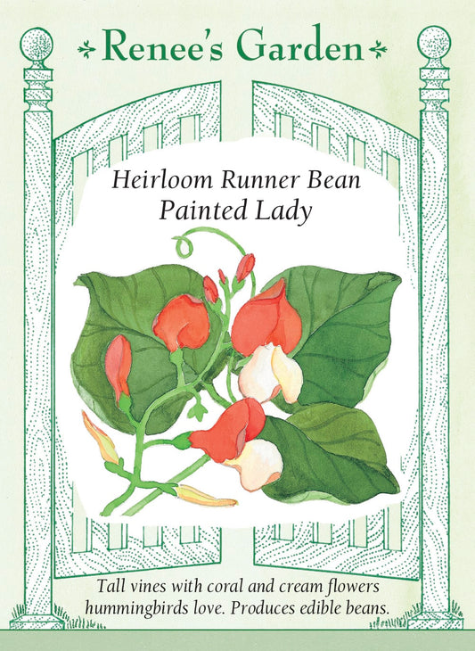 Heirloom Runner Bean - Painted Lady
