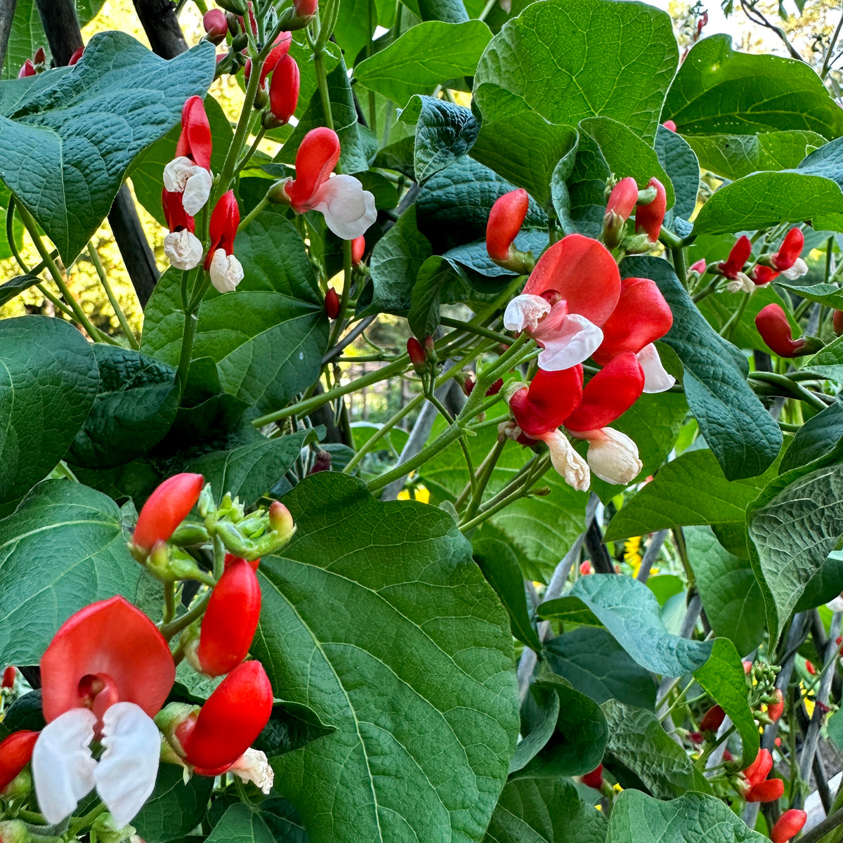 Heirloom Runner Bean - Painted Lady