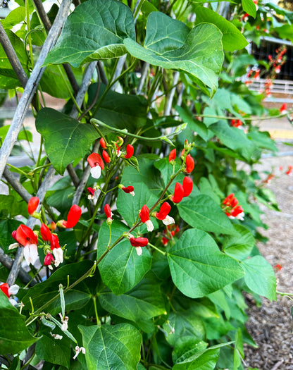 Heirloom Runner Bean - Painted Lady