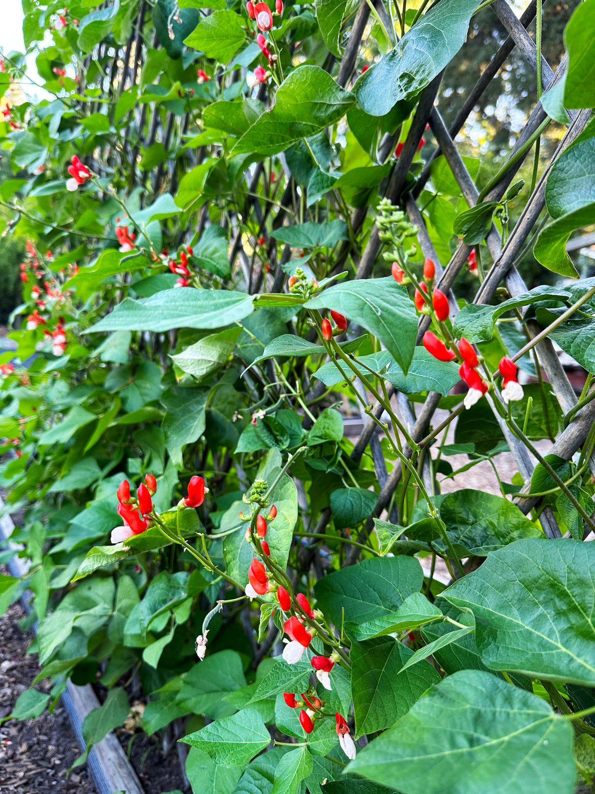 Heirloom Runner Bean - Painted Lady