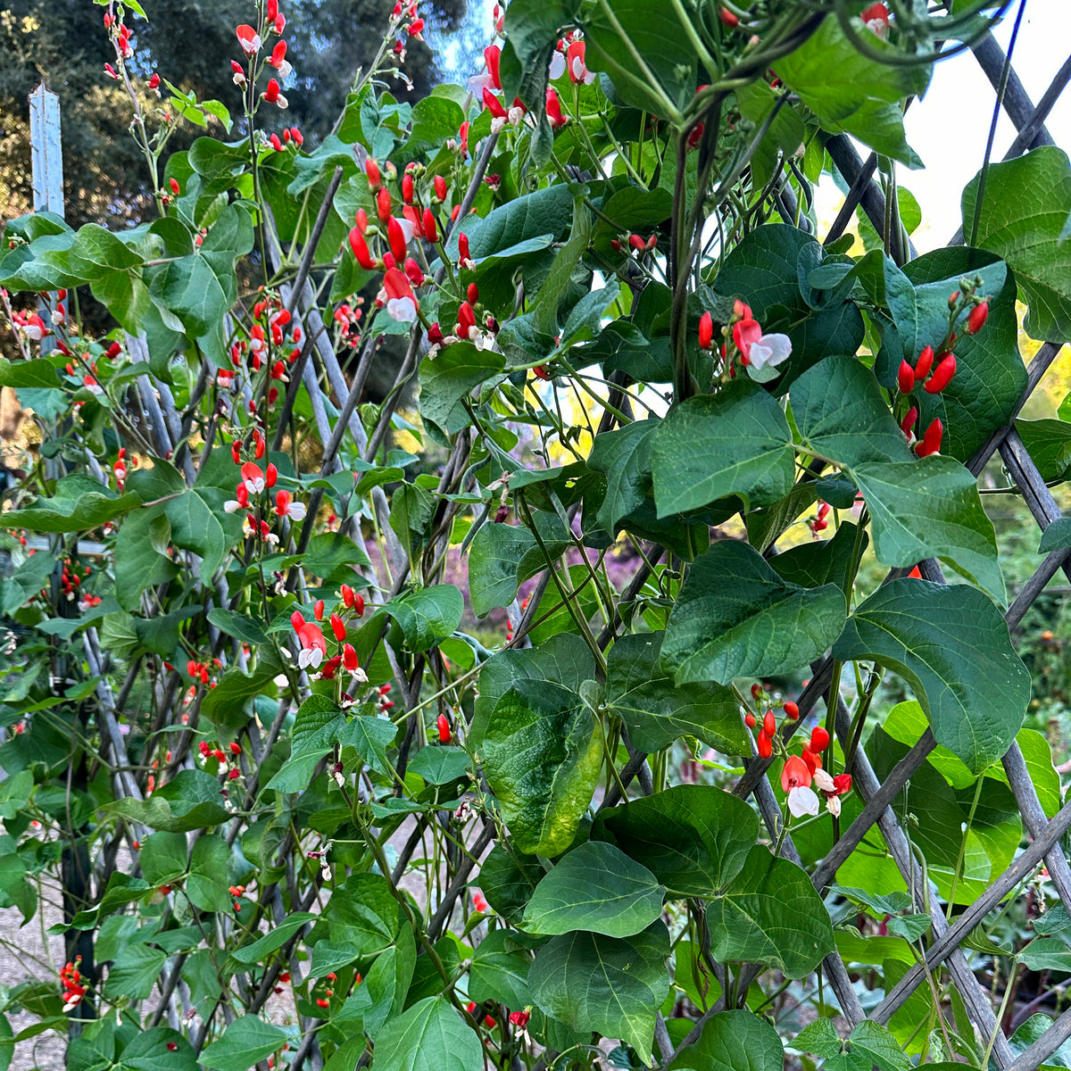 Heirloom Runner Bean - Painted Lady