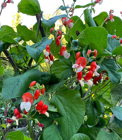 Heirloom Runner Bean - Painted Lady