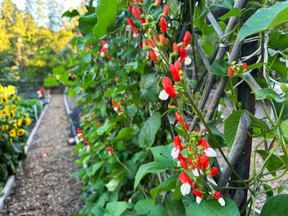 Heirloom Runner Bean - Painted Lady