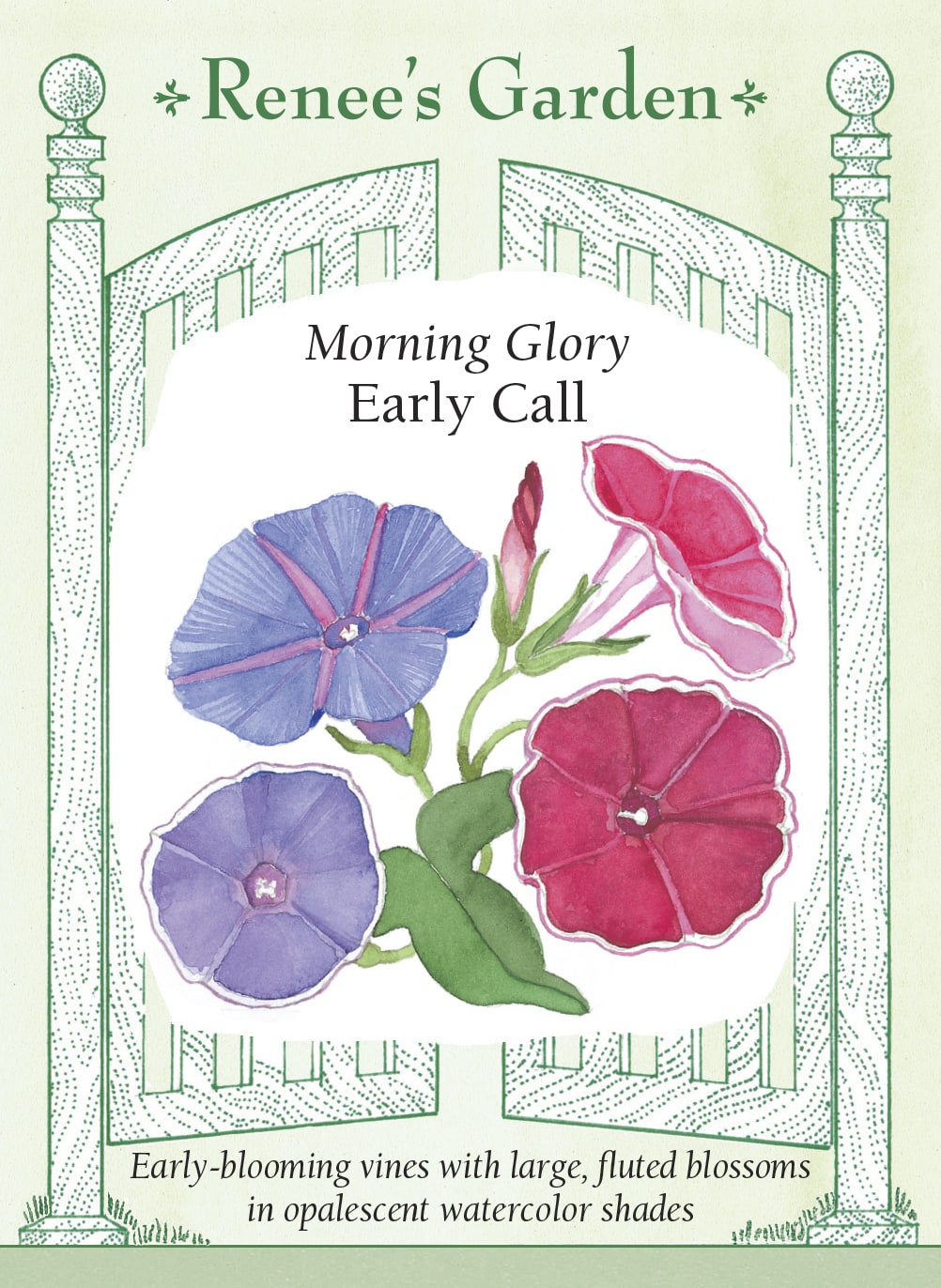 Morning Glory - Early Call