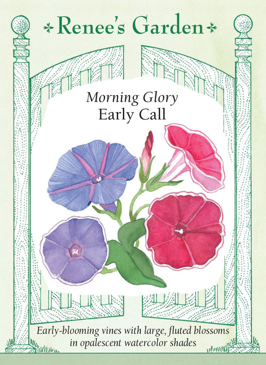 Morning Glory - Early Call