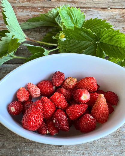 Alpine Strawberries - Mignonette