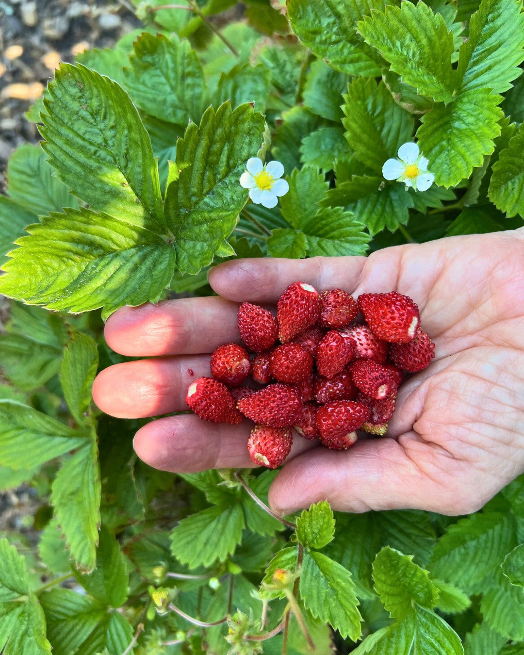 Alpine Strawberries - Mignonette