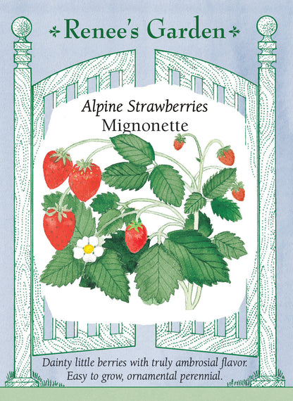 Alpine Strawberries - Mignonette