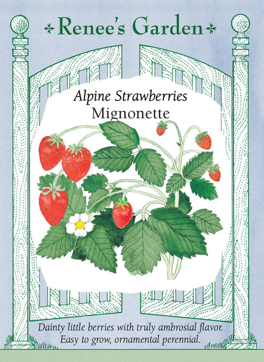 Alpine Strawberries - Mignonette