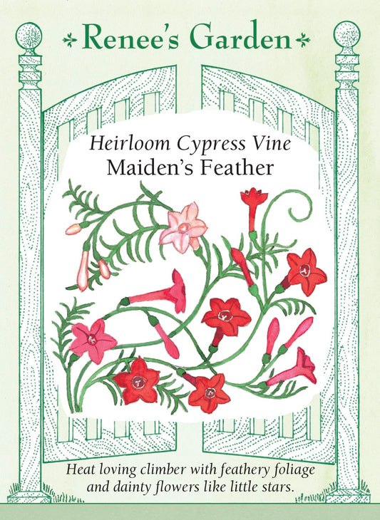 Heirloom Cypress Vine - Maiden's Feather