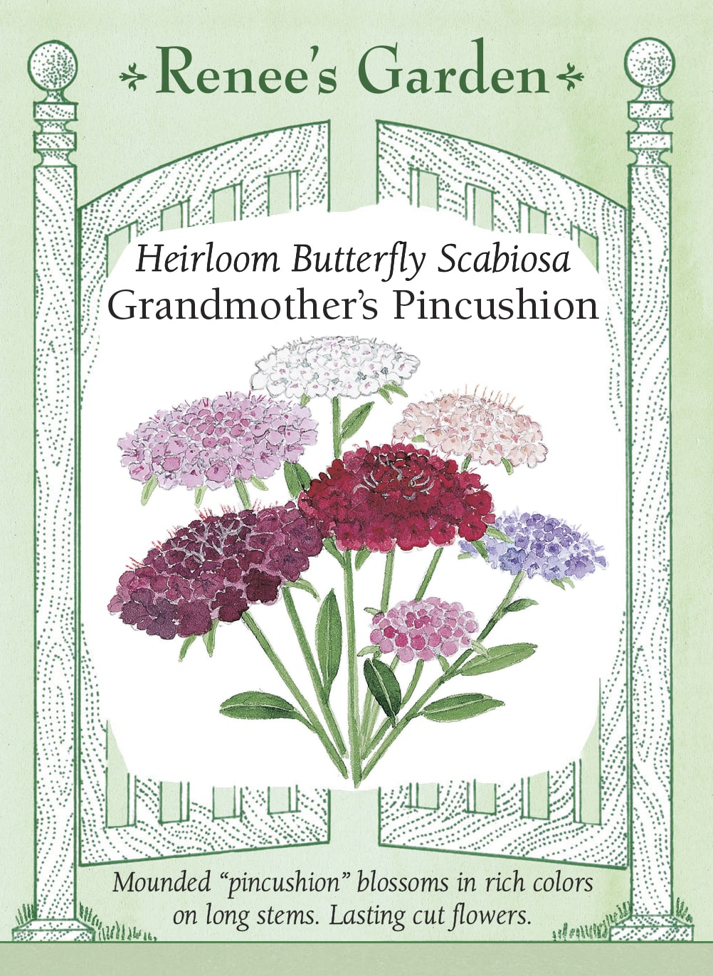 Heirloom Butterfly Scabiosa - Grandmother's Pincushion