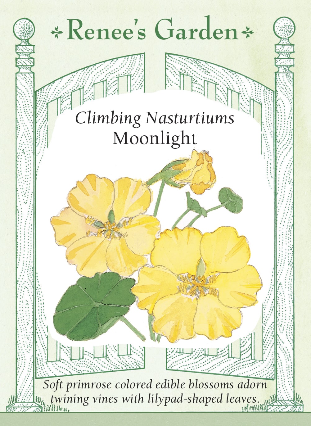 Climbing Nasturtiums - Moonlight