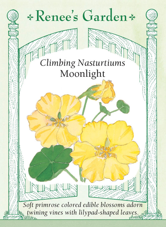 Climbing Nasturtiums - Moonlight