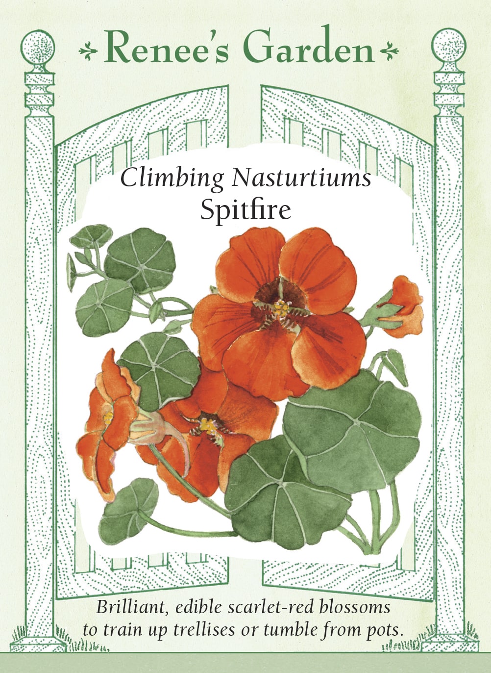 Climbing Nasturtiums - Spitfire