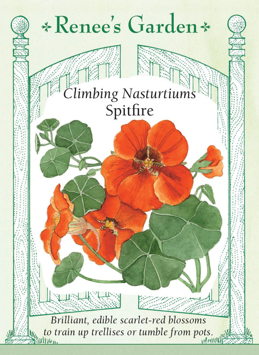 Climbing Nasturtiums - Spitfire