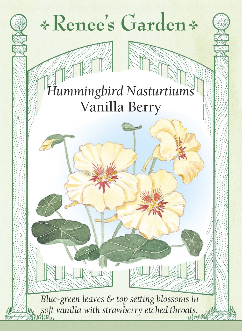 Hummingbird Nasturtiums - Vanilla Berry