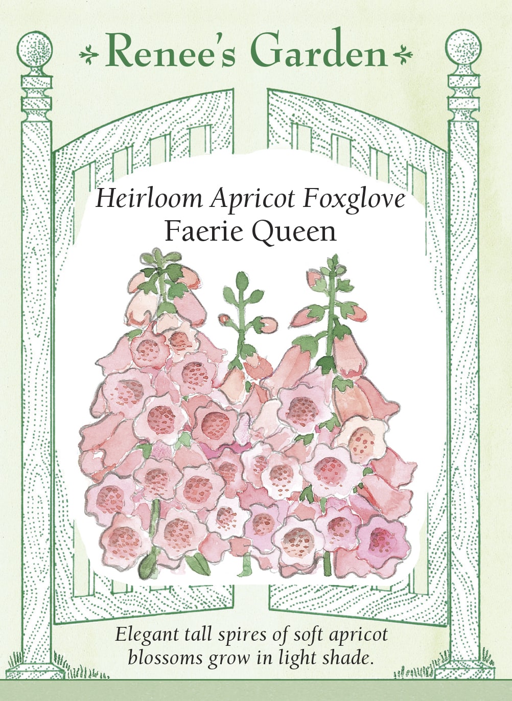 Heirloom Apricot Foxglove - Faerie Queen
