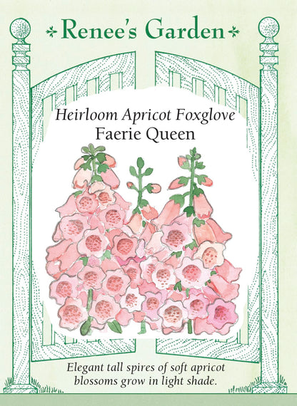 Heirloom Apricot Foxglove - Faerie Queen