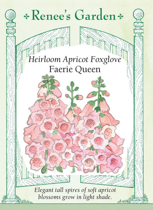 Heirloom Apricot Foxglove - Faerie Queen