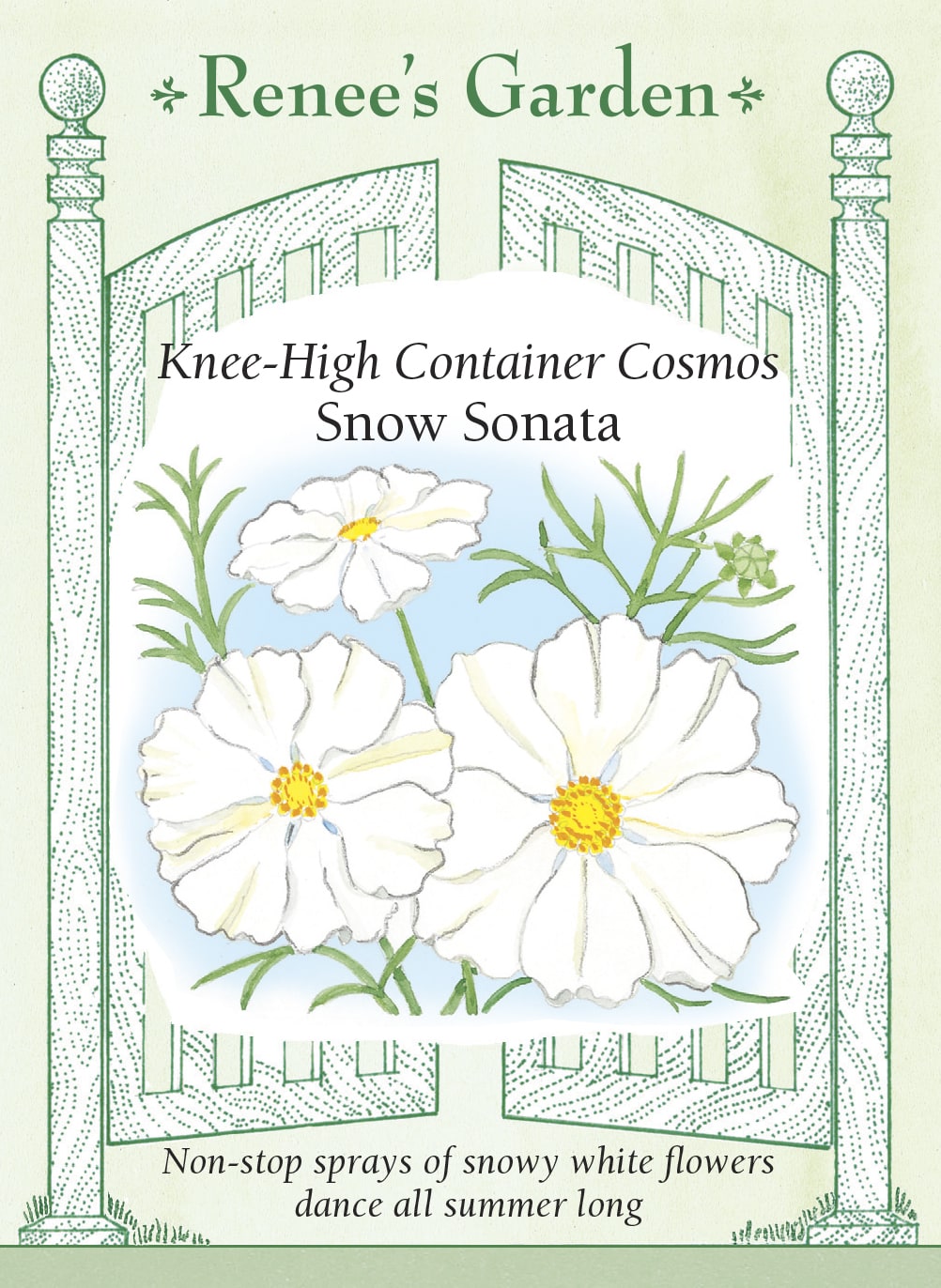 Knee-High White Cosmos - Snow Sonata