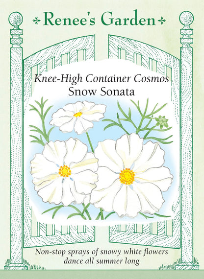 Knee-High White Cosmos - Snow Sonata
