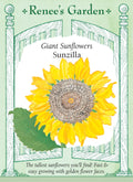 Giant Sunflowers - Sunzilla