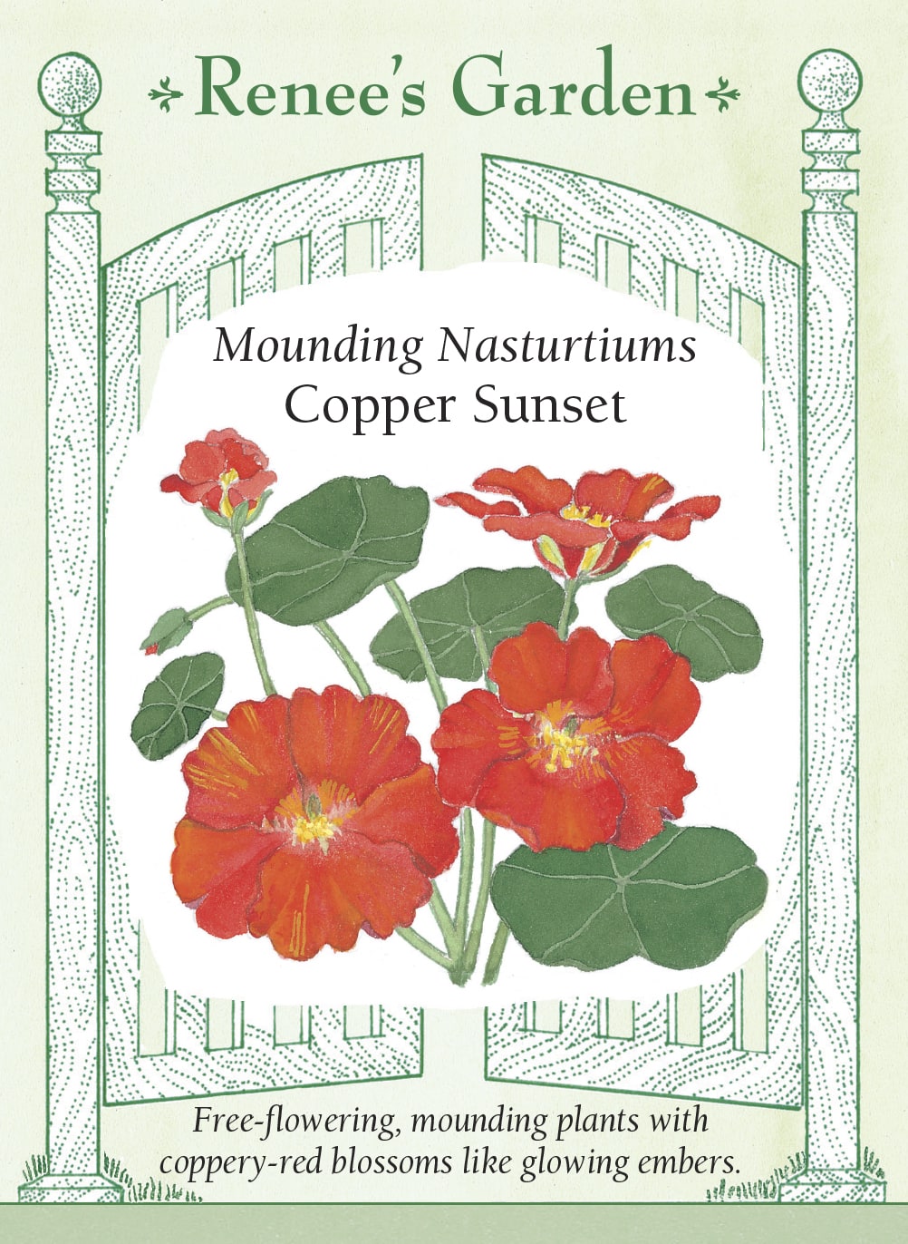 Mounding Nasturtiums - Copper Sunset
