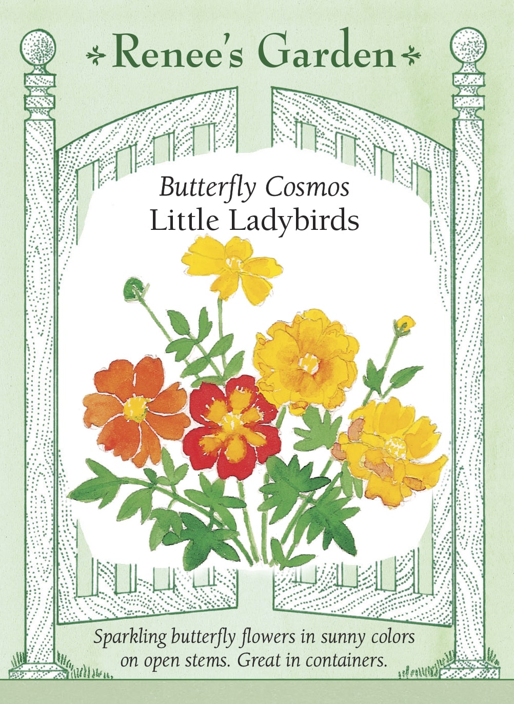 Butterfly Cosmos - Little Ladybirds