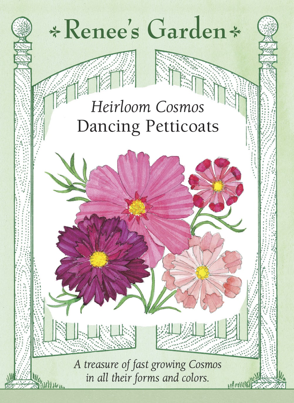 Specialty Cosmos - Dancing Petticoats