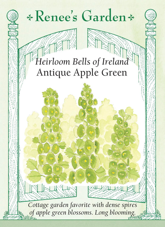 Heirloom Bells of Ireland - Antique Apple Green