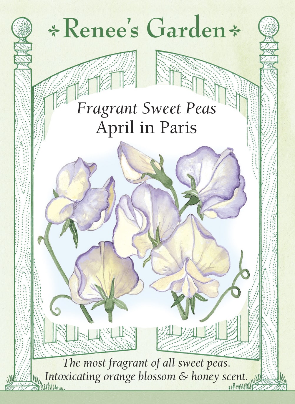 Fragrant Sweet Peas - April in Paris