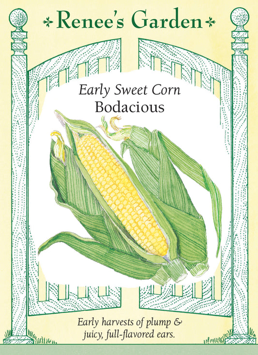 Early Sweet Corn - Bodacious